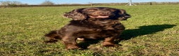 Cocker Spaniel dogs for stud: FOR STUD KC working cocker, Fully Health tested  in King's Lynn - Advert 1