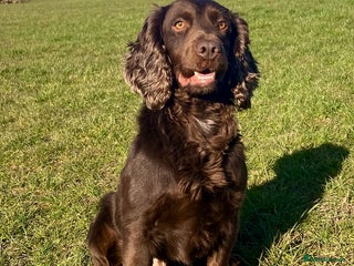 Cocker Spaniel dogs FOR STUD KC working cocker, Fully Health tested in King's Lynn - Advert 1