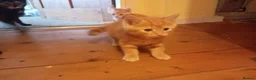 Mixed Breed cats for sale: X3 ginger male kittens  - Advert 3