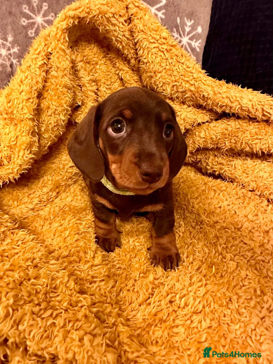 Miniature Dachshund dogs for stud: Mr Brown VERY SMALL Health tested KC reg Stud in Romford - Advert 14
