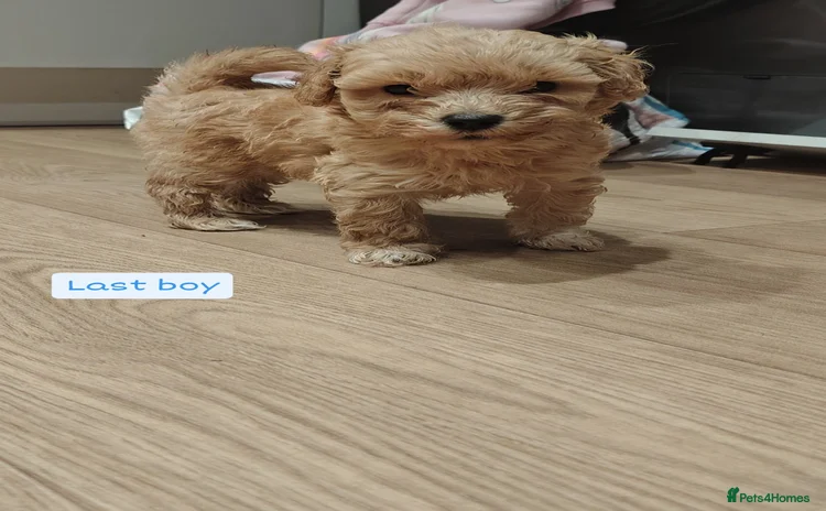 Maltipoo dogs - Advert 11