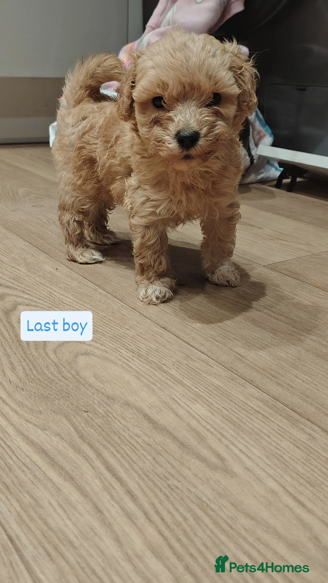 Maltipoo dogs for sale: Maltipoo F1 - Image 1