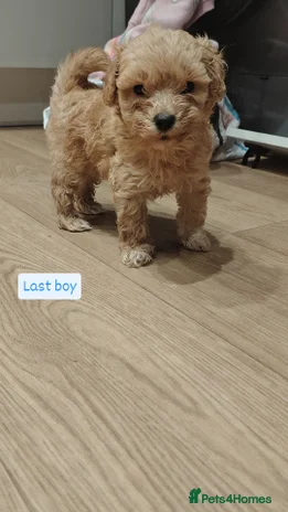 Maltipoo dogs - Advert 2