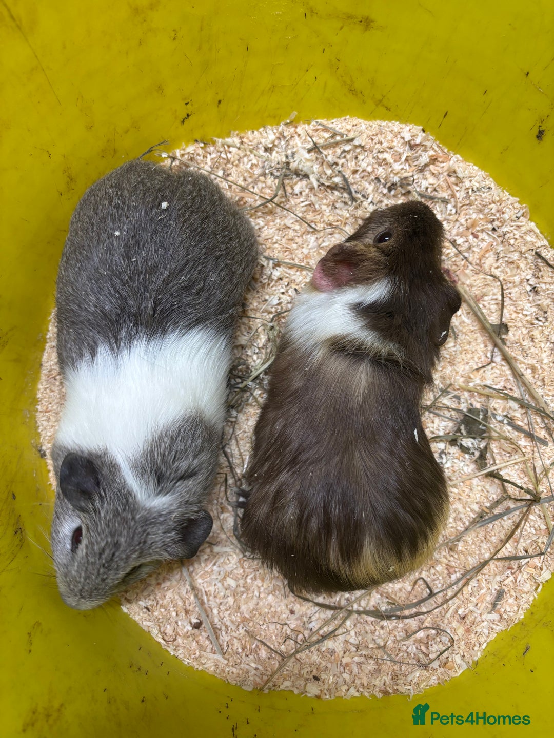 Guinea Pig rodents for sale: Beautiful baby male agouti guinea pigs  - Image 2