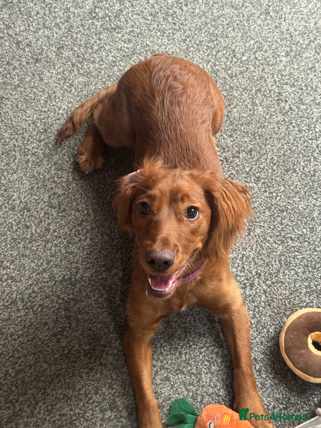 Cocker Spaniel dogs for sale: Red working cocker spaniel bitch - Advert 2