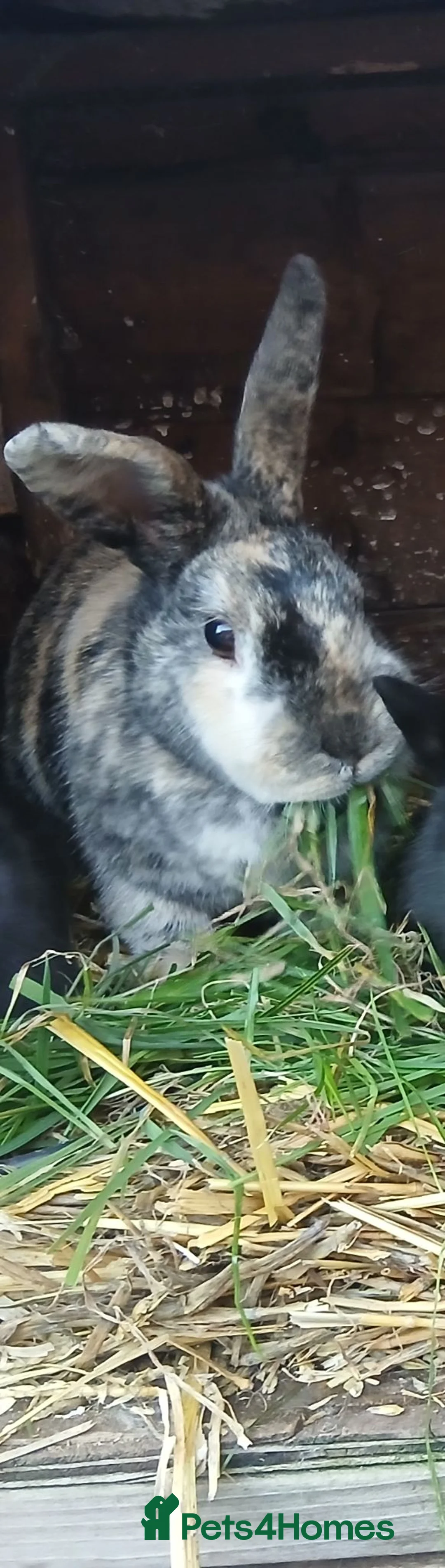Mixed Breed rabbits for sale: Plush lop xmix breed  in Mansfield - Advert 6