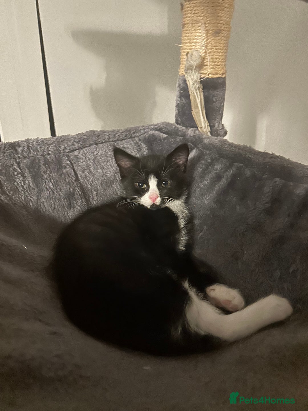 Mixed Breed cats for sale: 3 ragdoll mix kittens  - Image 24