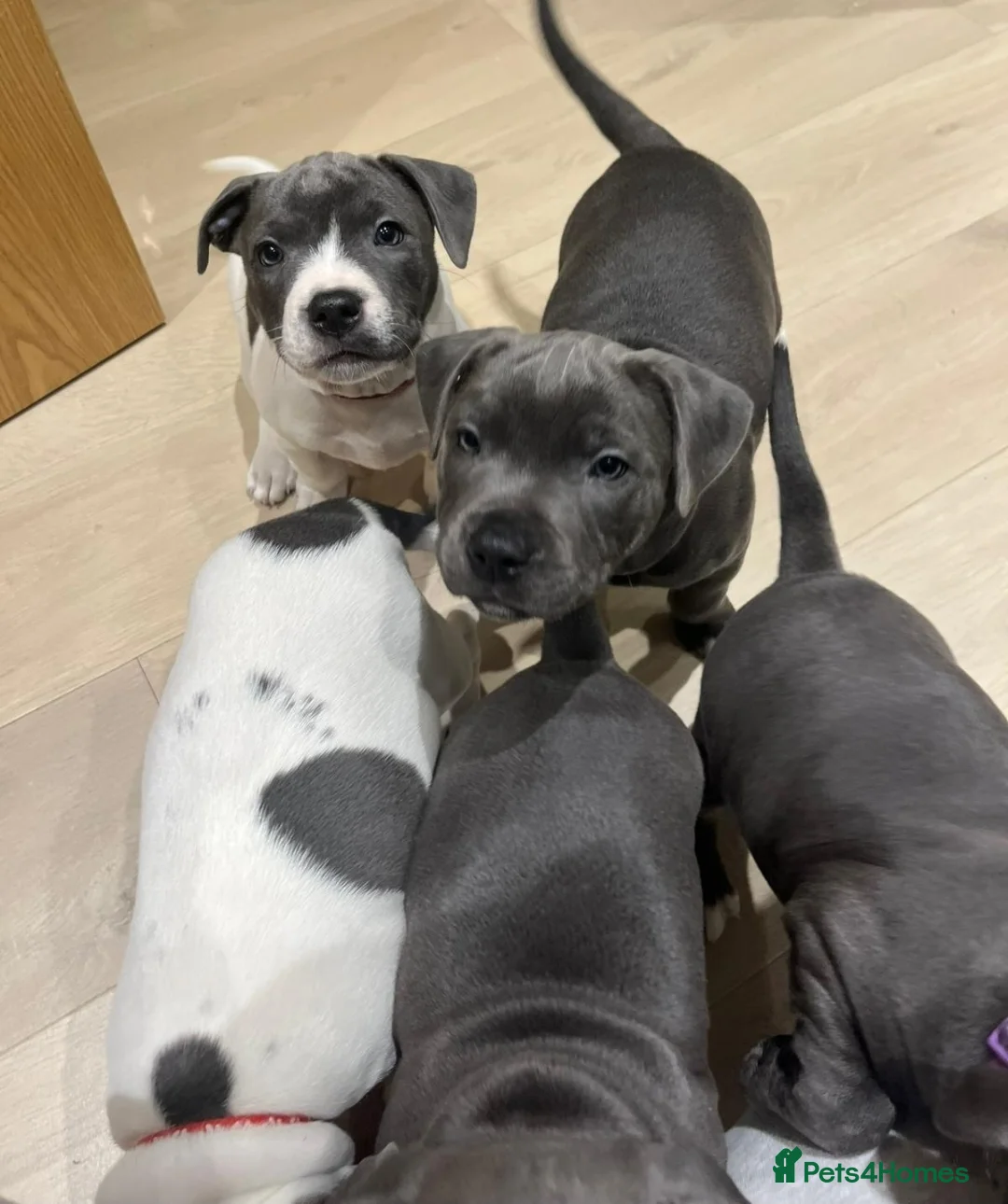 Staffordshire Bull Terrier dogs for stud: Blue Staffordshire bul terrier stud - Advert 7