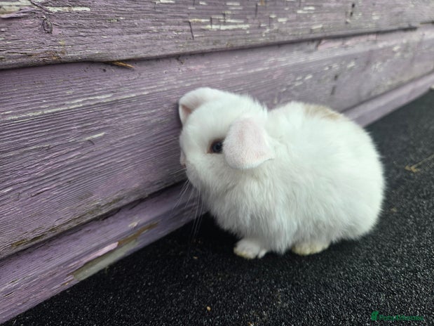Mini Lop rabbits Stunning mini lop babies ready to secure - Advert 6