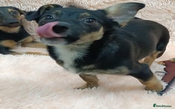 Mixed Breed dogs for adoption: 💙🐶 MARIUSZ 🐶💙 - Image 8