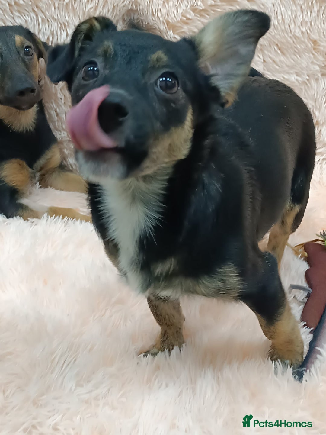 Mixed Breed dogs for adoption: 💙🐶 MARIUSZ 🐶💙 - Image 8