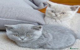 British Shorthair cats for sale: 2 girls available  - Image 1