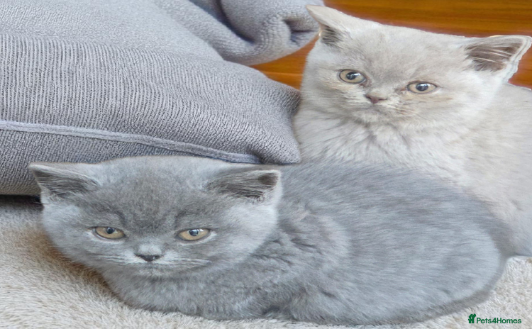 British Shorthair cats - Advert 10