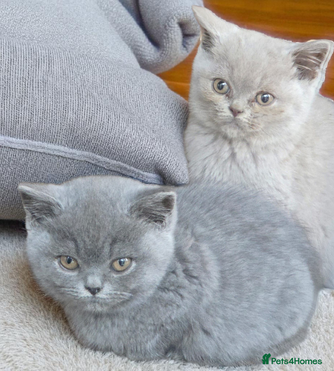 British Shorthair cats for sale: 2 girls available  - Image 1