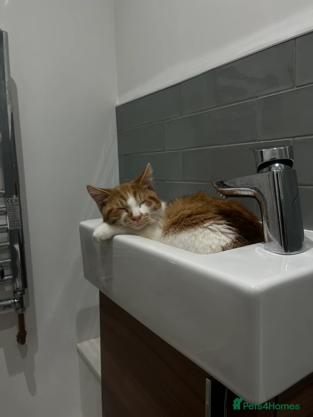 Domestic Shorthair cats for sale: The most perfect boy in Birmingham - Advert 8