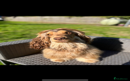 Cocker Spaniel dogs for stud: Stunning Chocolate sable show cocker for stud  - Advert 3