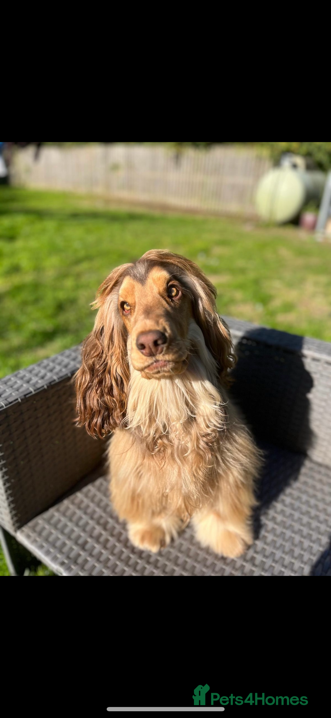 Cocker Spaniel dogs for stud: Stunning Chocolate sable show cocker for stud  - Advert 3