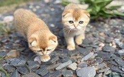 Scottish Fold cats for sale: 1male  1 female READY TO COLLECT - Image 17
