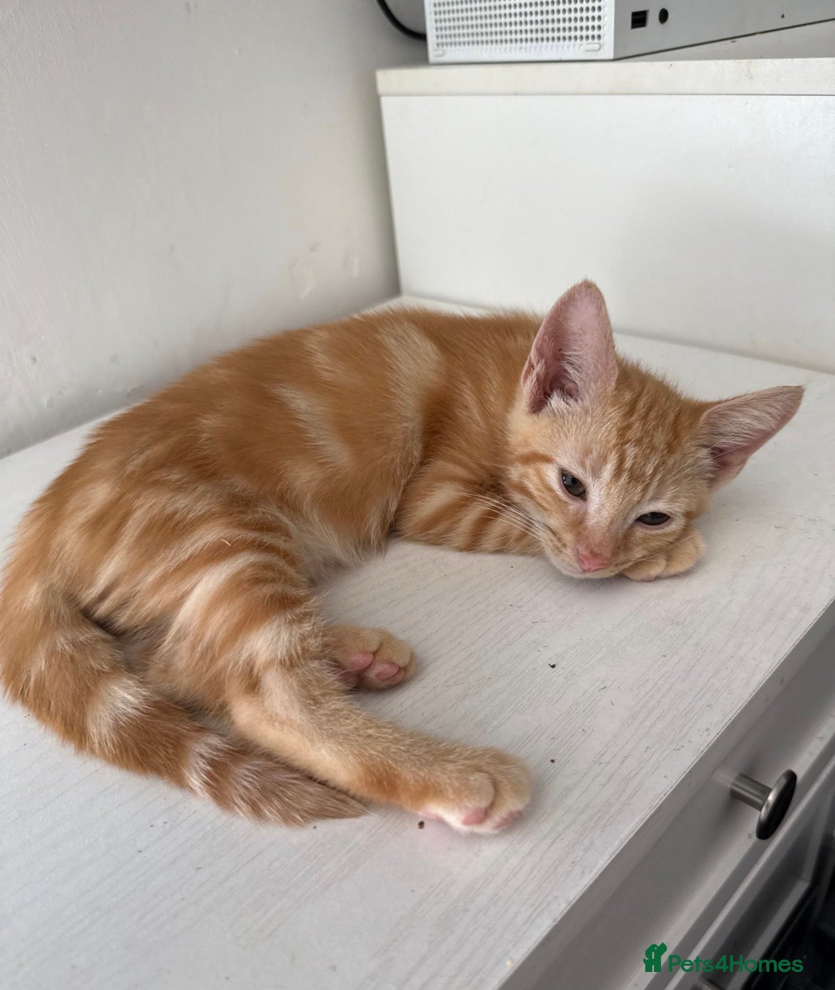 Mixed Breed cats 3 Beautiful Ginger Mix Siamese Boys Ready Now - Advert 1