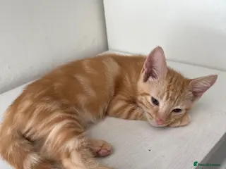 Mixed Breed cats for sale: 3 Beautiful Ginger Mix Siamese Boys Ready Now - Advert 2