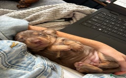 Miniature Dachshund dogs for sale: Miniature dachshund puppies - Image 10