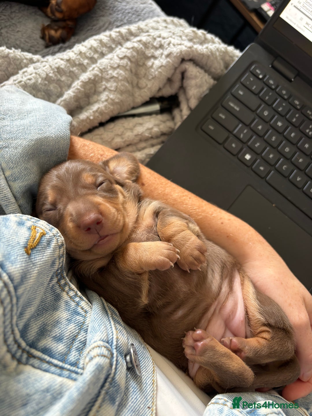 Miniature Dachshund dogs for sale: Miniature dachshund puppies - Image 10