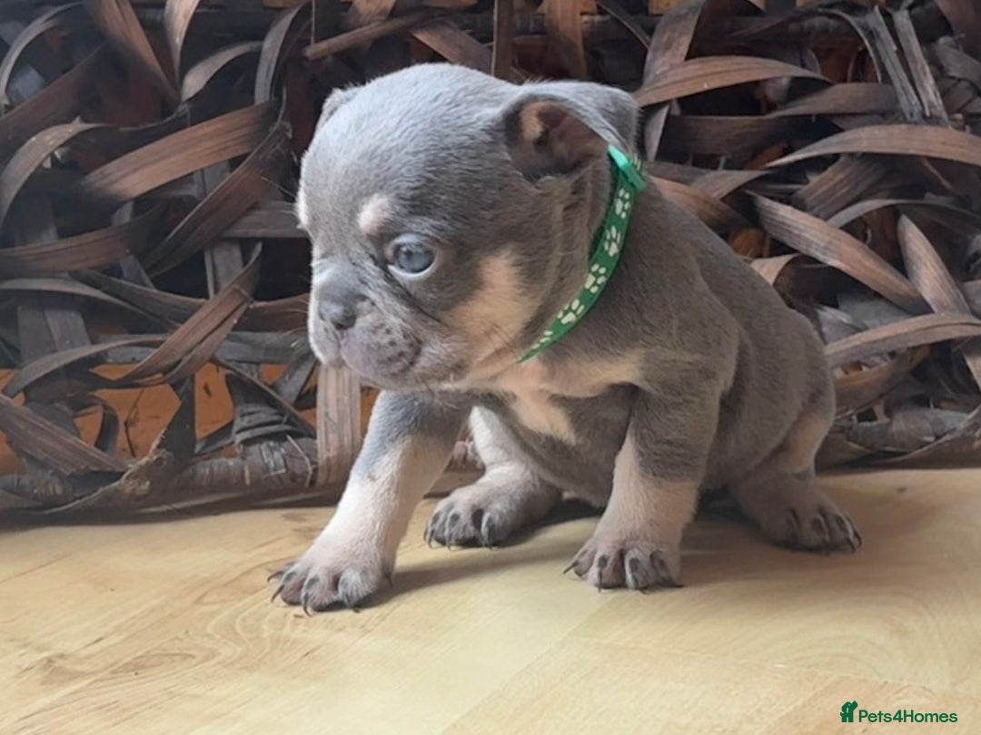 French Bulldog dogs for sale: Pedigree Frenchies - New Shade Isabella’s & Lilacs - Image 24
