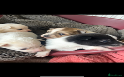 Mixed Breed dogs for sale: Jack Russel cross Pomeranian  - Image 9