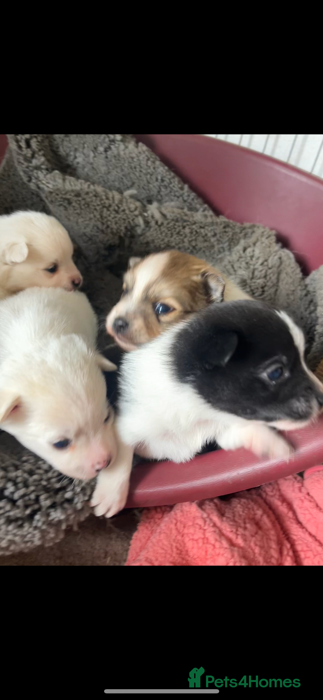 Mixed Breed dogs for sale: Jack Russel cross Pomeranian  - Image 9