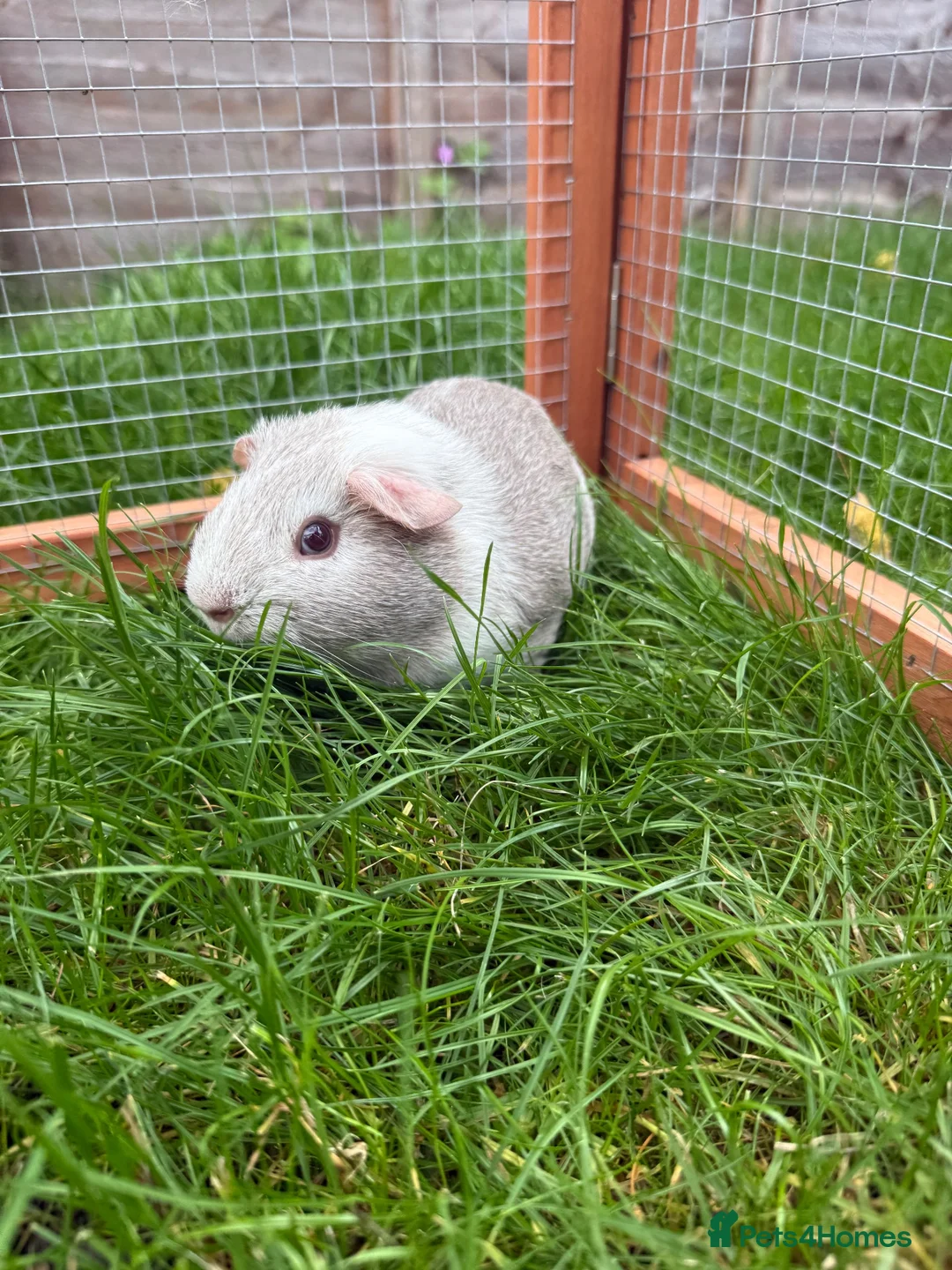 Guinea Pig rodents for sale: Baby guinea pig! - Advert 5