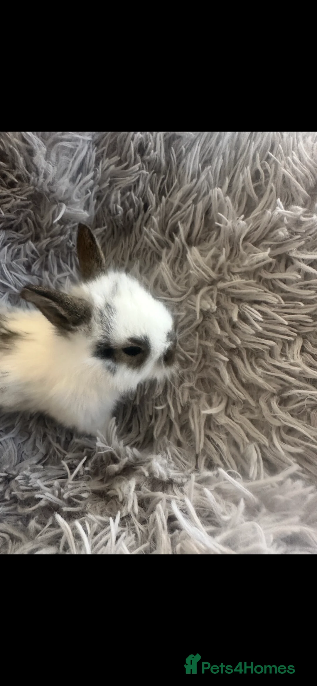 Lionhead rabbits for sale: Adorable Lionhead rabbits looking for Loving Homes in Bedford - Advert 4