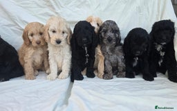 Cockapoo dogs for sale: Cockapoo - Image 12