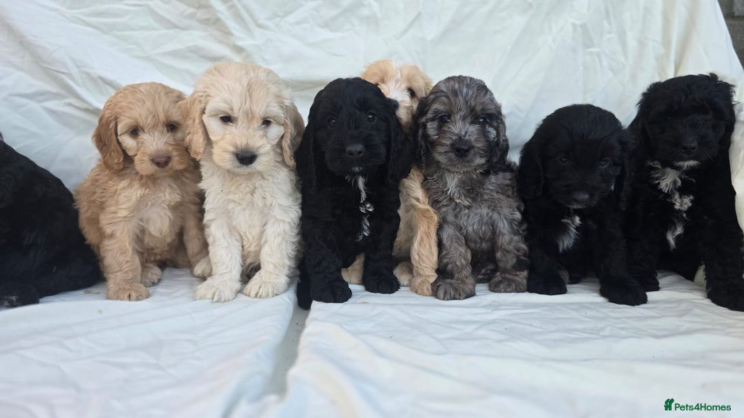 Cockapoo dogs for sale: Cockapoo - Image 12