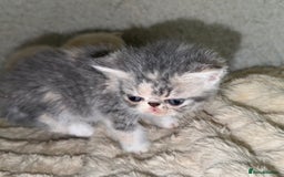 Exotic cats for sale: Exceptional GCCF registered Exotic Kittens  - Image 9