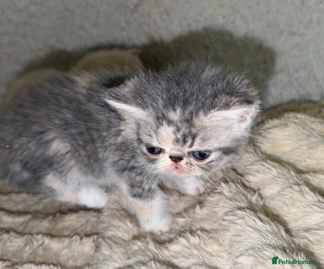 Exotic cats for sale: Exceptional GCCF registered Exotic Kittens  - Image 9