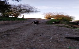 Goats livestock for sale: Two Boer Does For Sale - Image 5