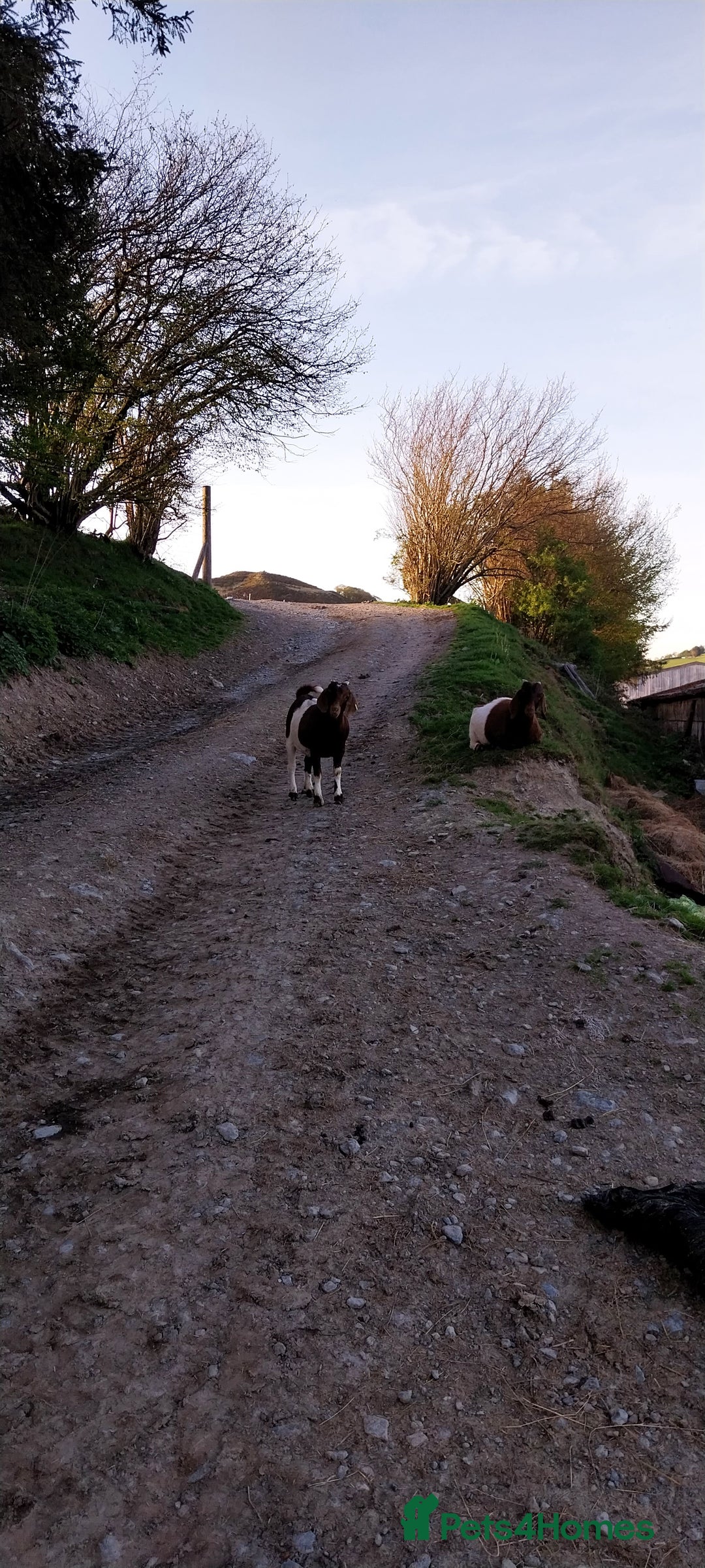 Goats livestock for sale: Two Boer Does For Sale - Image 5
