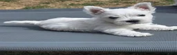 West Highland Terrier dogs for sale: 3 beautiful KC registered boys - Advert 9