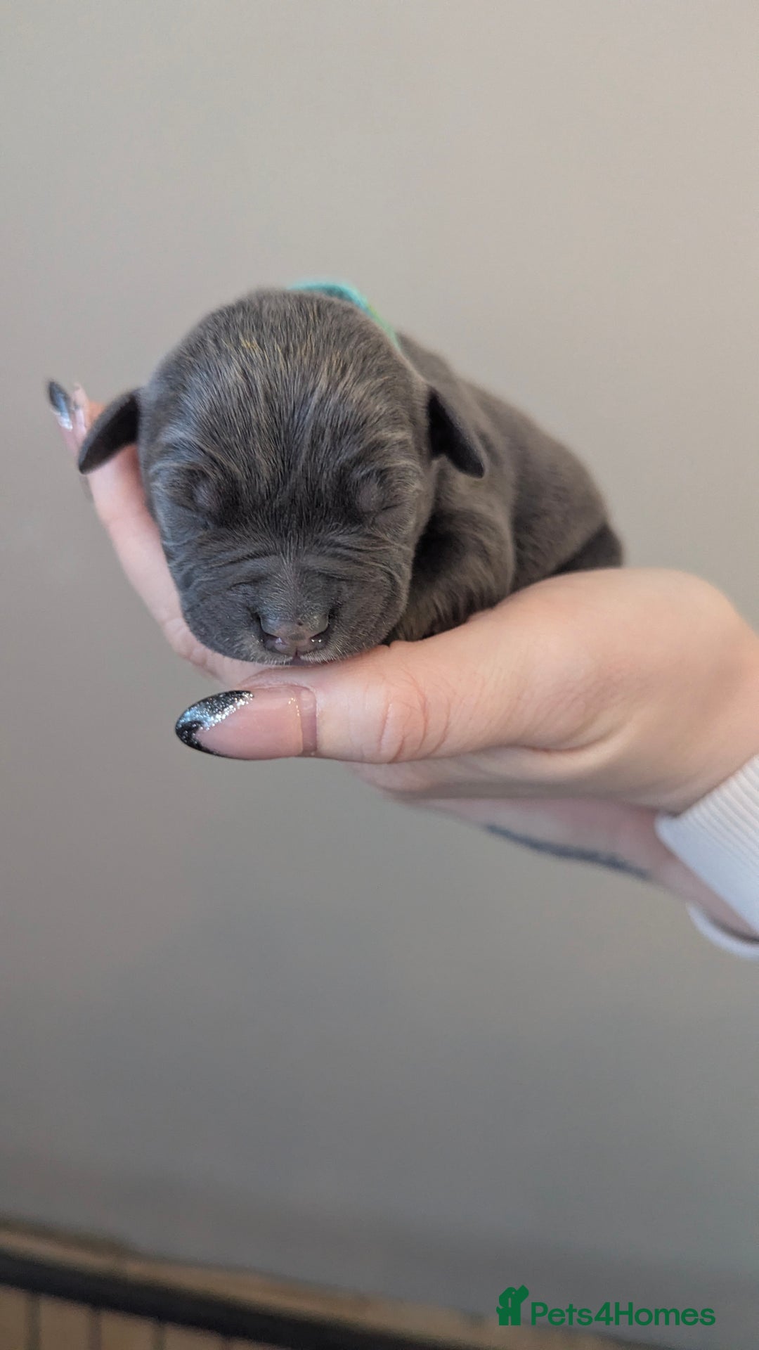 Staffordshire Bull Terrier dogs for sale: Beautiful KC reg Staffordshire bull terriers - Advert 35