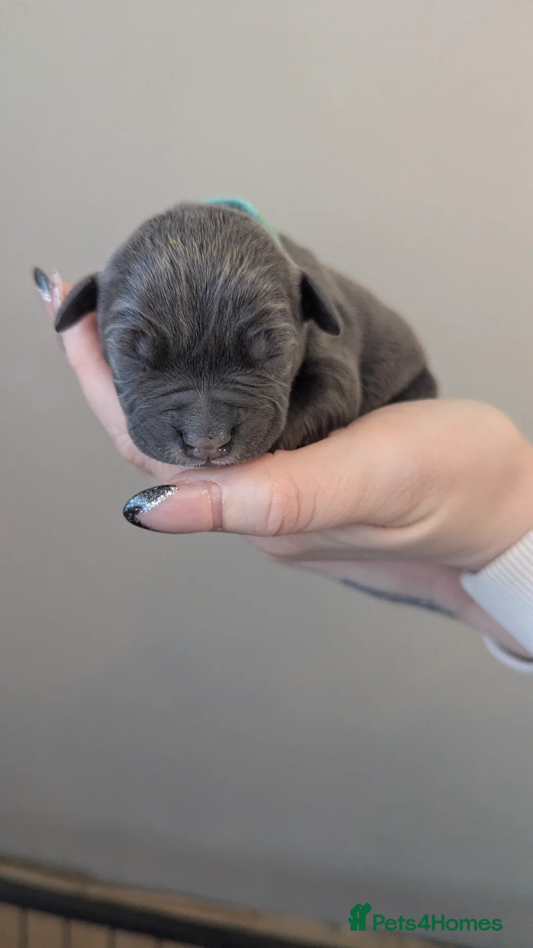 Staffordshire Bull Terrier dogs for sale: Beautiful KC reg Staffordshire bull terriers - Advert 18