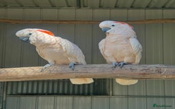 Mixed Breed birds for sale: Available Birds and Parrots - Image 13