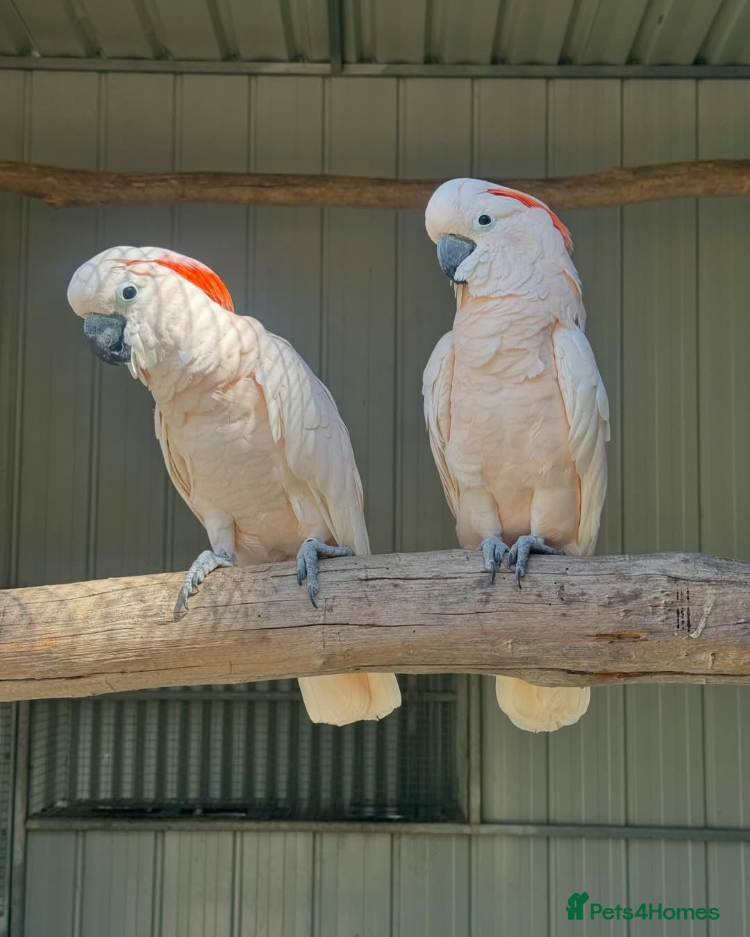 Mixed Breed birds for sale: Available Birds and Parrots - Image 13