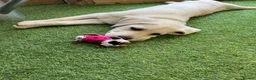 Labrador Retriever dogs for sale: Advanced trained Labradors  - Advert 6