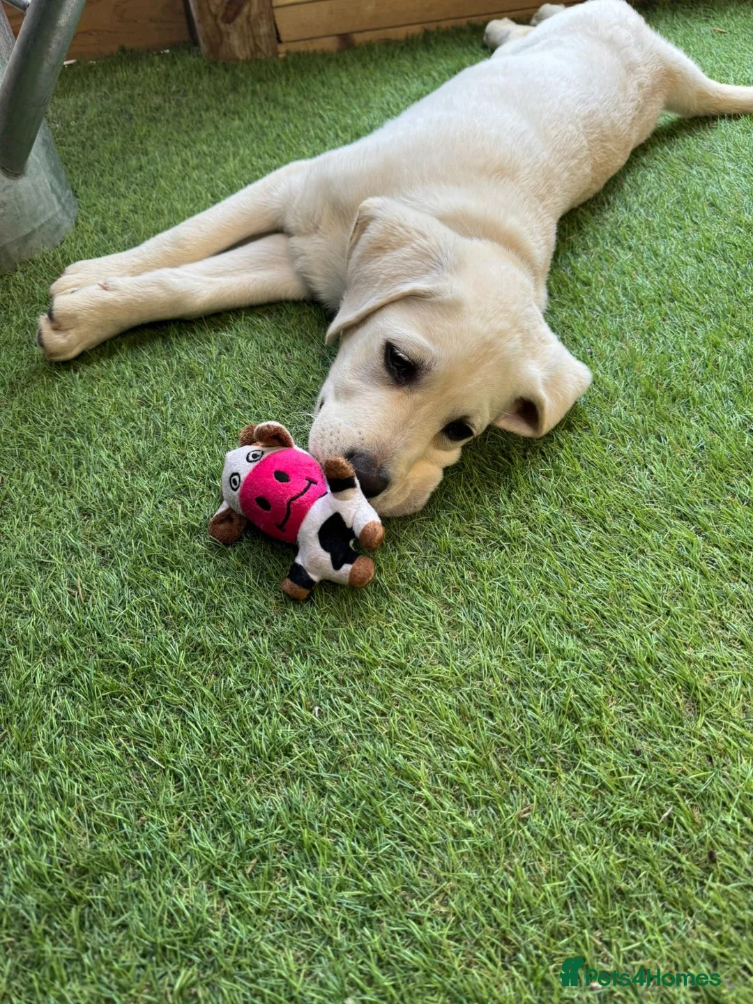 Labrador Retriever dogs for sale: Advanced trained Labradors  - Advert 6