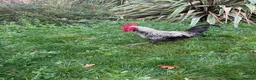 Chickens poultry for sale: Cockerel for sale in Norwich - Advert 1