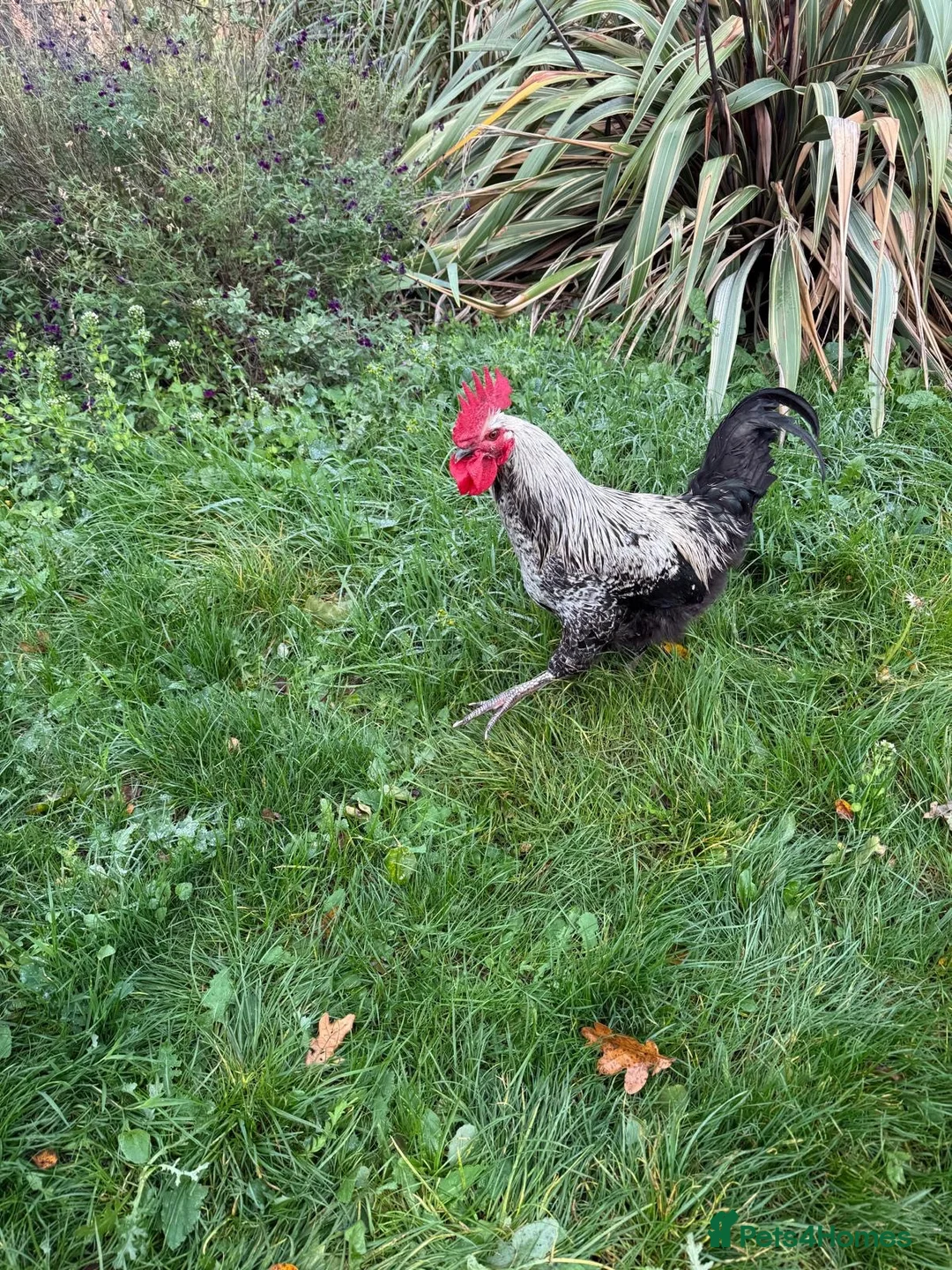 Chickens poultry for sale: Cockerel for sale in Norwich - Advert 1