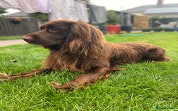 Cocker Spaniel dogs for stud: Sparkey, chocolate cocker spaniel  - Image 2