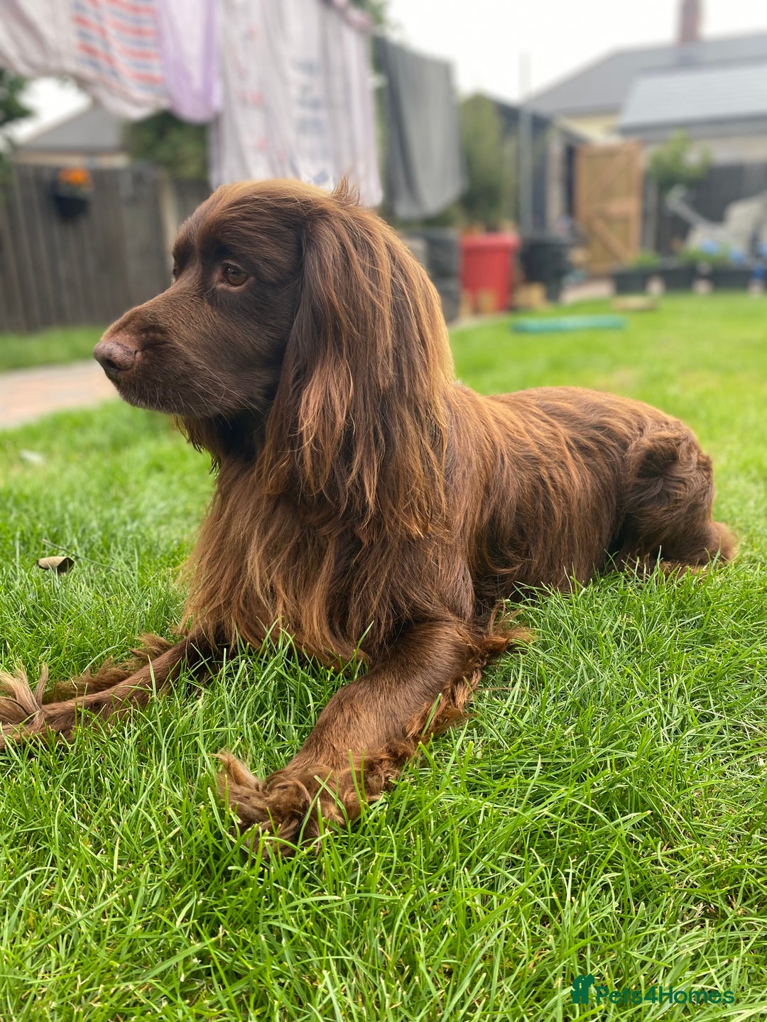 Cocker Spaniel dogs for stud: Sparkey, chocolate cocker spaniel  - Image 2