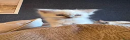 Ragdoll cats for sale: 🐾GCCF registered ragdoll kittens Lilac and blue🐾 - Advert 5
