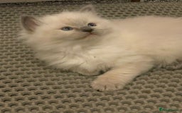 Ragdoll cats for sale: 🌟CHAMPION🌟 FATHER GCCF 🌟BLOOD LINE RAGDOLL - Image 17